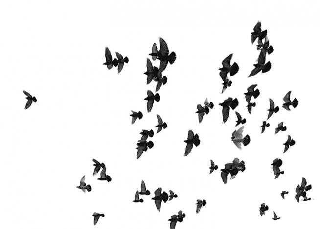 Flying Birds, Poster / Black & white at Desenio AB (8419)
