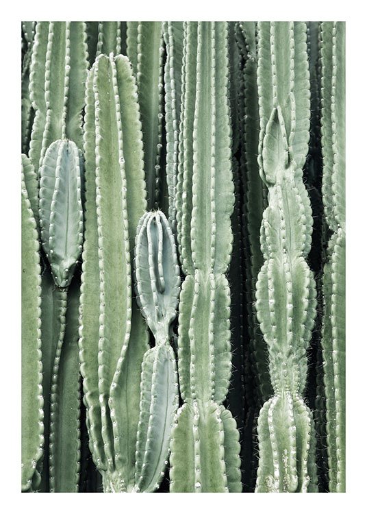 Cactus, Posters / Photographs at Desenio AB (8539)
