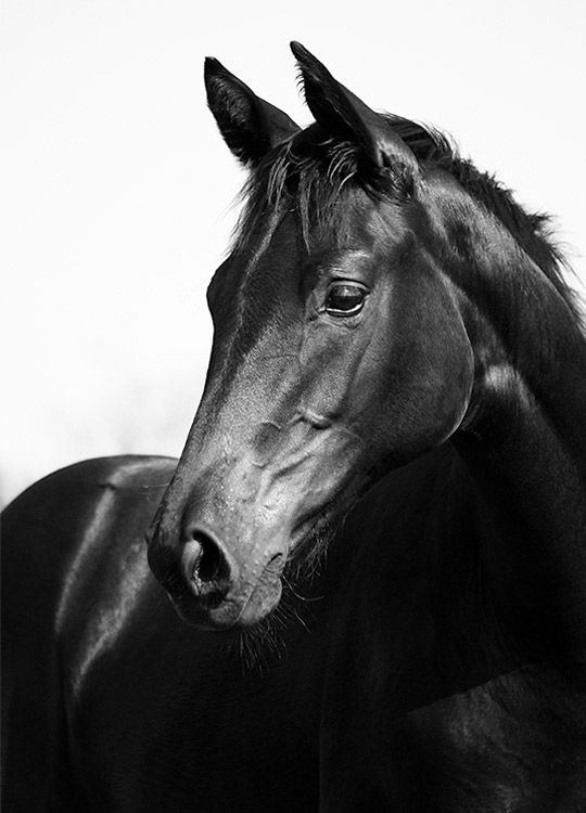 Black Stallion, Posters / Photographs at Desenio AB (8575)