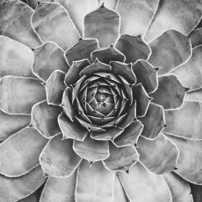 B&W Cactus Plant, Posters / Black & white at Desenio AB (8583)