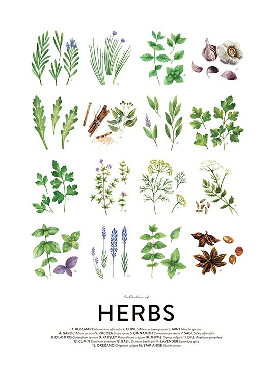 Culinary Herbs, Posters / Kitchen guides at Desenio AB (8589)