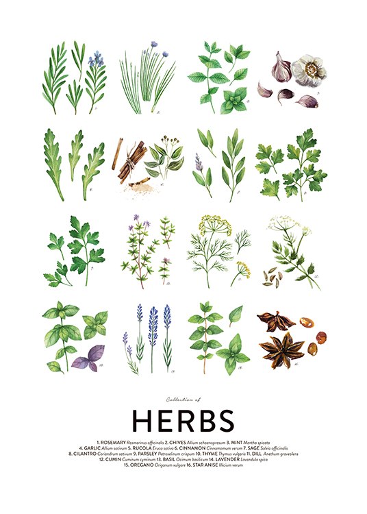 Culinary Herbs, Posters