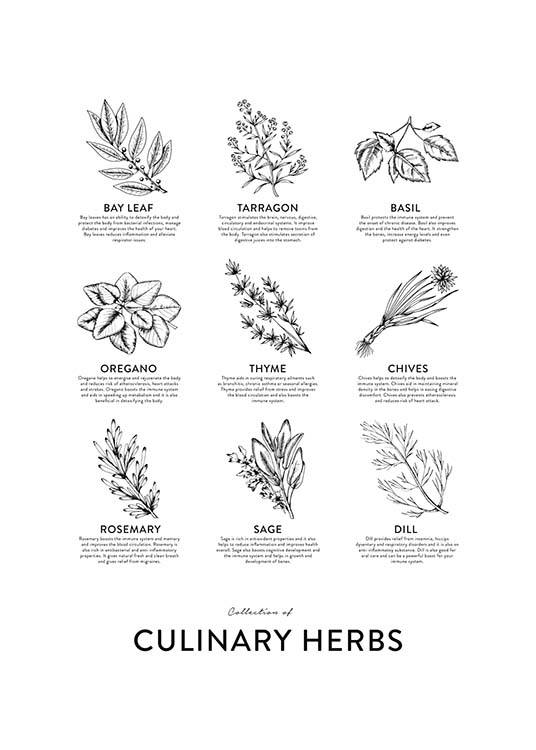 Collection Of Herbs, Posters / Kitchen at Desenio AB (8595)