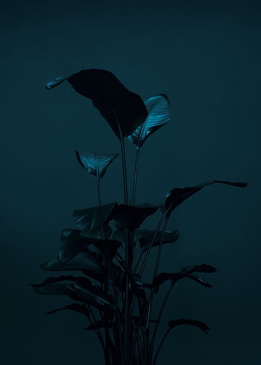 Black Plant, Poster / Photographs at Desenio AB (8619)