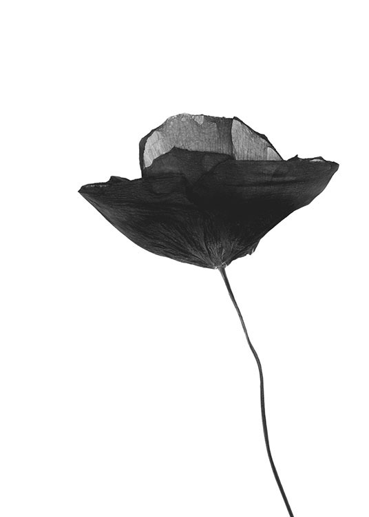 Black Poppy Flower, Poster / Flowers at Desenio AB (8629)