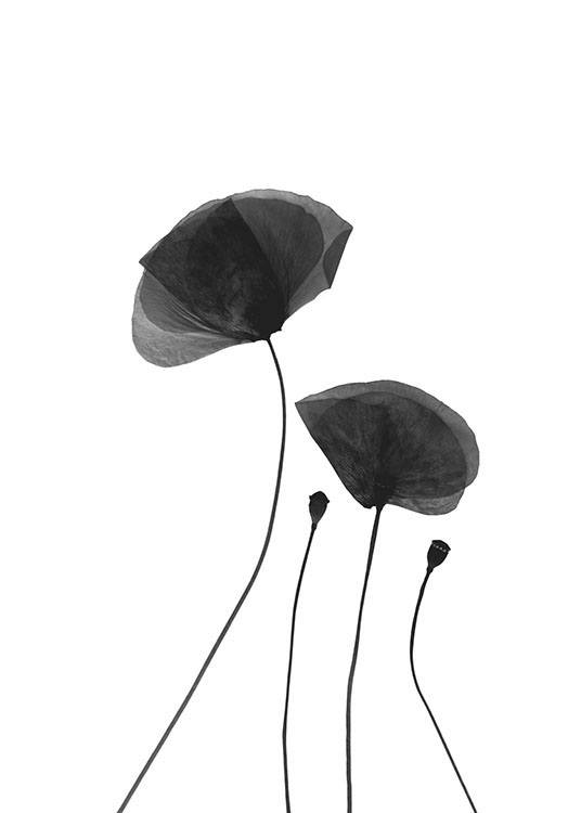 Black Poppy Flowers, Poster / Black & white at Desenio AB (8630)