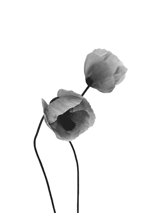 Grey Poppy Flowers, Poster / Black & white at Desenio AB (8631)