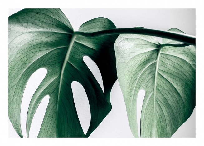 Monstera Two Poster / Photographs at Desenio AB (8721)
