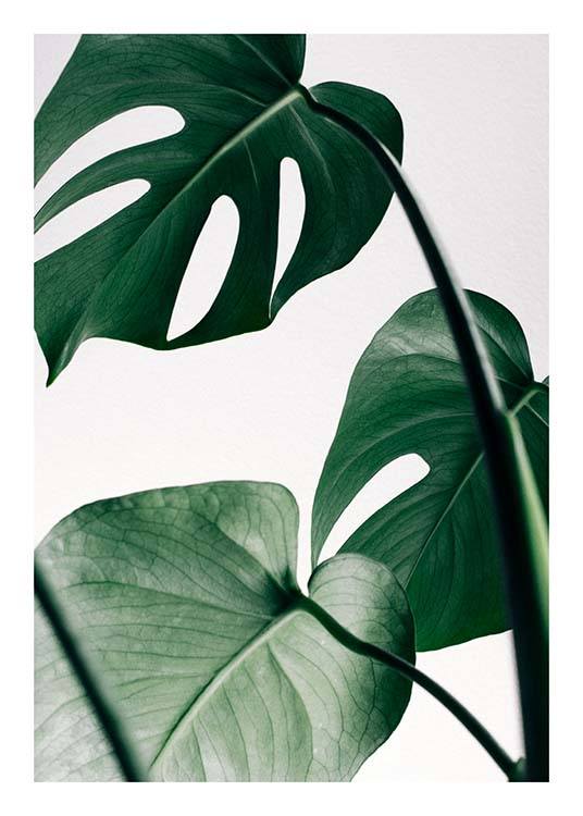  – Photograph of a bunch of green monstera leaves against a light grey background