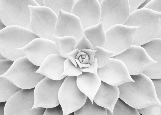 White Succulent Poster