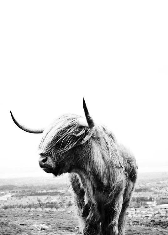 Highland Cow Poster