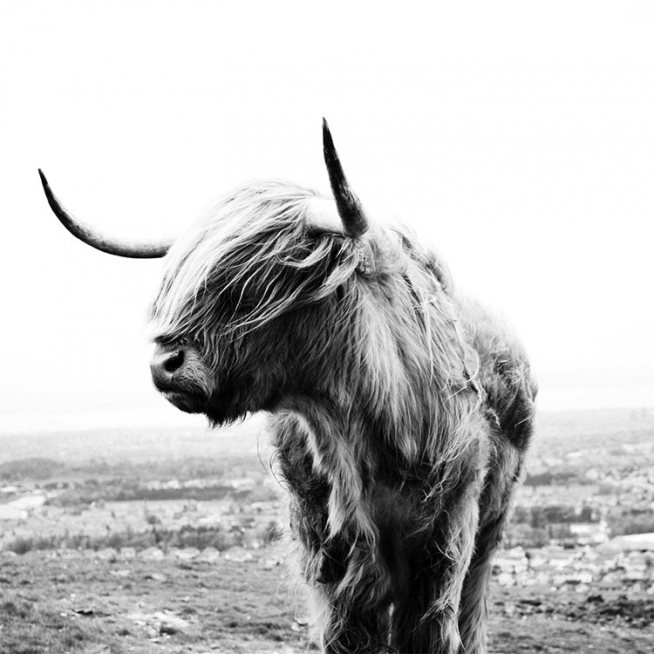 Highland Cow B&W Poster / Animals at Desenio AB (8826)