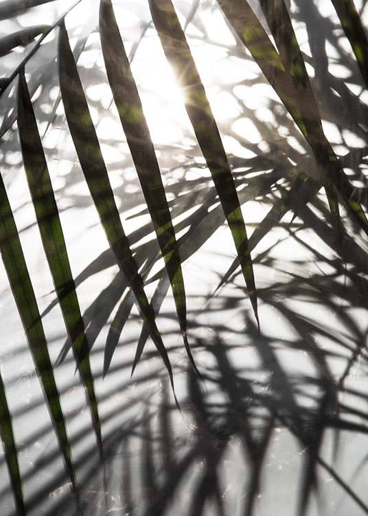 Palm Leaves Sunlight Poster / Photographs at Desenio AB (8851)