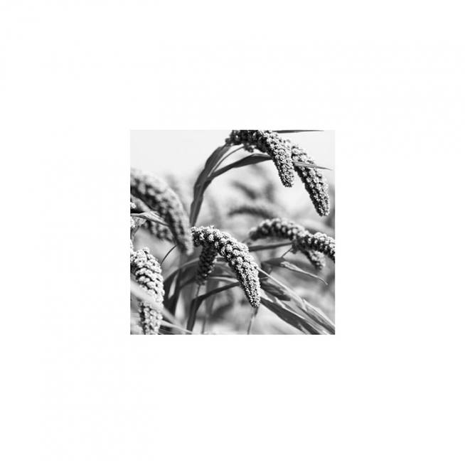 Jungle Rice Poster / Black & white at Desenio AB (8911)