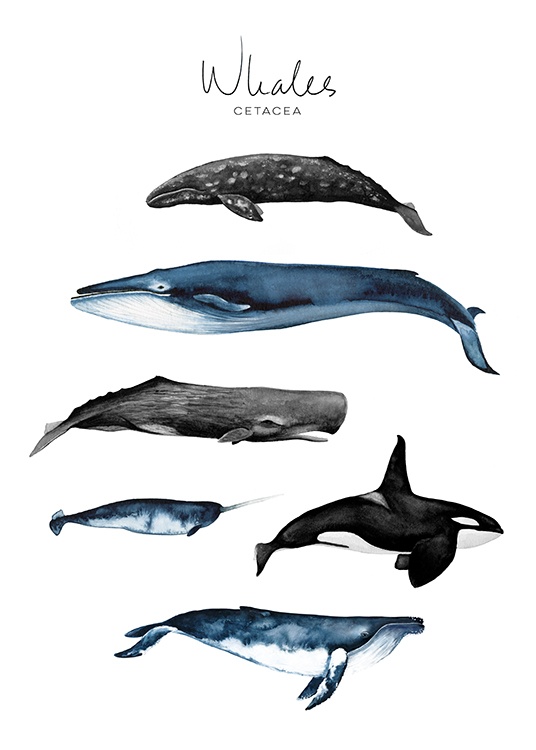 Whales Poster / Kids wall art at Desenio AB (8989)