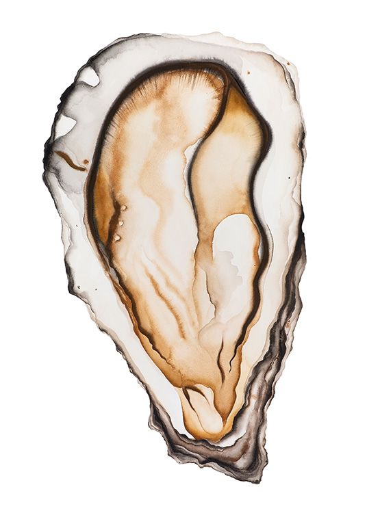  – Painting in watercolour of a beige and brown oyster